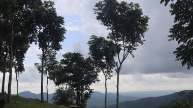 Natural Landscape of Indonesia. Green trees in forest. Day time photo
