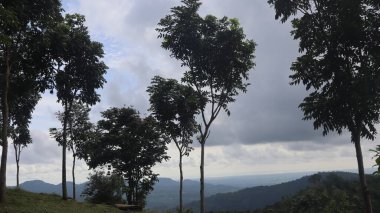 Natural Landscape of Indonesia. Green trees in forest. Day time photo