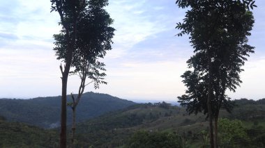 Natural Landscape of Indonesia. Green trees in forest. Day time photo