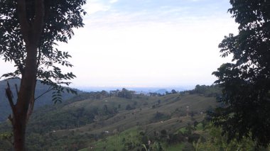 Natural Landscape of Indonesia. Green trees in forest. Day time photo