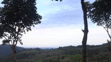 Natural Landscape of Indonesia. Green trees in forest. Day time photo