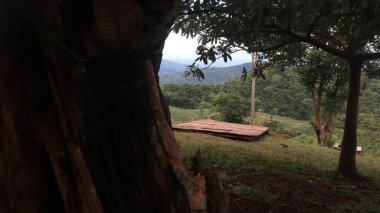 Natural Landscape of Indonesia. Green trees in forest. Day time photo