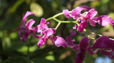 Phalaenopsis mor orkide çiçeği, falaenopsis veya bulanık arkaplan sorunu. Sağda mor falaenopsis çiçeği var. Kelebek orkidesi olarak bilinir.