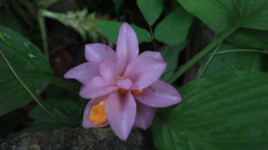 Creative layout made of pink flowers and green leaves. Natural concept