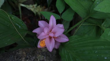 Creative layout made of pink flowers and green leaves. Natural concept