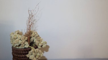 Bir tencerede Edelweiss çiçeği, alıntılar yazacak yer var. Sonsuz çiçek aşkın sembolü olarak