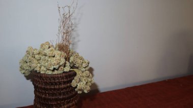 Bir tencerede Edelweiss çiçeği, alıntılar yazacak yer var. Sonsuz çiçek aşkın sembolü olarak