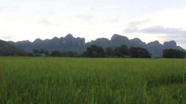 Pirinç tarlası manzarası ve Endonezya kırsalında yeşil pirinç. Yeşil veya doğal arkaplan.
