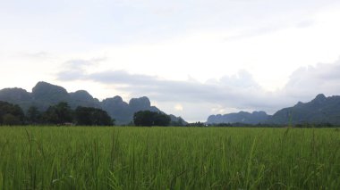 Pirinç tarlası manzarası ve Endonezya kırsalında yeşil pirinç. Yeşil veya doğal arkaplan.