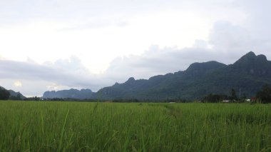 Pirinç tarlası manzarası ve Endonezya kırsalında yeşil pirinç. Yeşil veya doğal arkaplan.