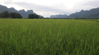 Pirinç tarlası manzarası ve Endonezya kırsalında yeşil pirinç. Yeşil veya doğal arkaplan.