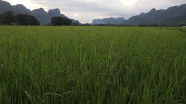 Pirinç tarlası manzarası ve Endonezya kırsalında yeşil pirinç. Yeşil veya doğal arkaplan.