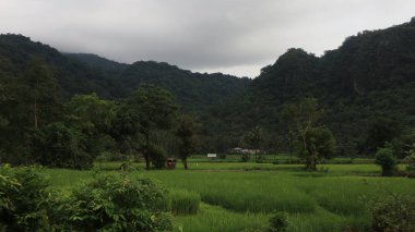 Pirinç tarlası manzarası ve Endonezya kırsalında yeşil pirinç. Yeşil veya doğal arkaplan.