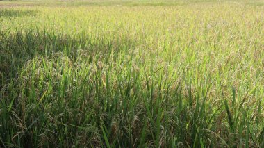 Pirinç tarlası manzarası ve Endonezya kırsalında yeşil pirinç. Yeşil veya doğal arkaplan.