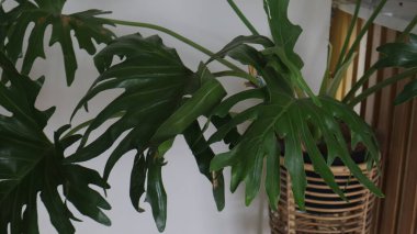 yeşil bitkilerin duvar arkası, bitki arkaplan kavramı.