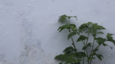 yeşil bitkilerin duvar arkası, bitki arkaplan kavramı.