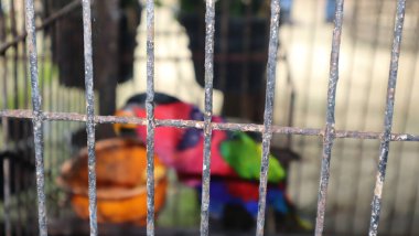 Kafesinde çok renkli bir papağan resmi, her hayvan sever için mükemmel bir evcil hayvan..