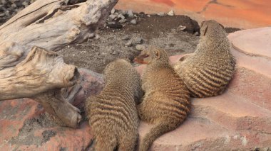 Hayvanat bahçelerinden birinde Afrikalı bir hayvan 
