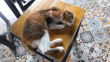 Beyaz tüylü kedi tahtada uyuyor.