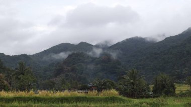 Endonezya kırsalında pirinç tarlalarının sararmış görüntüsü. Arkaplanda dağlar