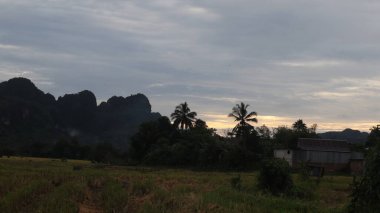 Endonezya kırsalında pirinç tarlalarının sararmış görüntüsü. Arkaplanda dağlar