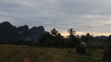Endonezya kırsalında pirinç tarlalarının sararmış görüntüsü. Arkaplanda dağlar