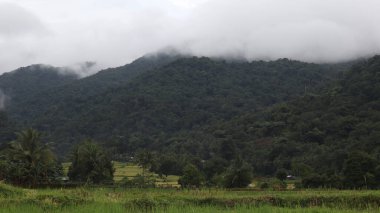 Endonezya kırsalında pirinç tarlalarının sararmış görüntüsü. Arkaplanda dağlar