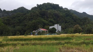 Endonezya kırsalında pirinç tarlalarının sararmış görüntüsü. Arkaplanda dağlar