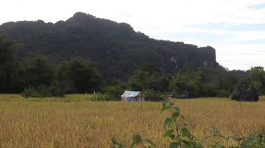 Endonezya kırsalında pirinç tarlalarının sararmış görüntüsü. Arkaplanda dağlar