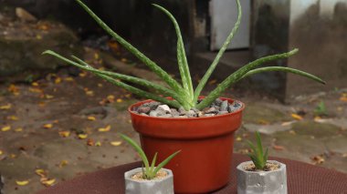 Aloe vera bitkisi bulanık arkaplanlı küçük bir saksıda