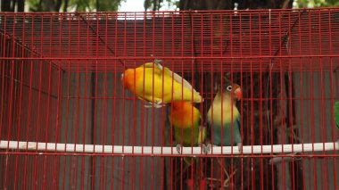 Çekici tüylü aşk kuşu kırmızı bir kafeste