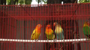 Çekici tüylü aşk kuşu kırmızı bir kafeste