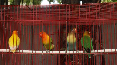 Çekici tüylü aşk kuşu kırmızı bir kafeste