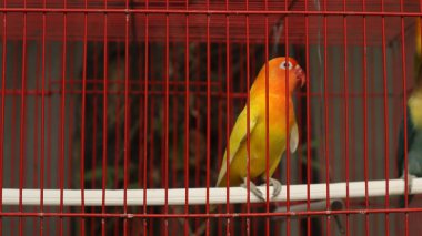 Çekici tüylü aşk kuşu kırmızı bir kafeste