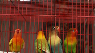 Çekici tüylü aşk kuşu kırmızı bir kafeste