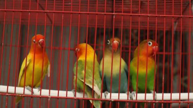 Çekici tüylü aşk kuşu kırmızı bir kafeste