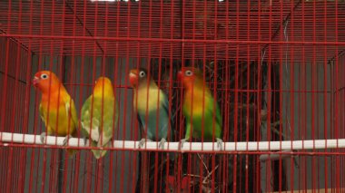 Çekici tüylü aşk kuşu kırmızı bir kafeste