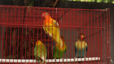 Çekici tüylü aşk kuşu kırmızı bir kafeste