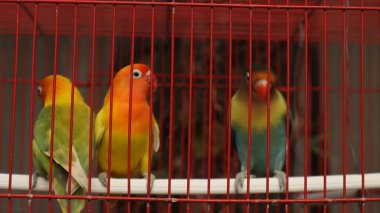 Çekici tüylü aşk kuşu kırmızı bir kafeste