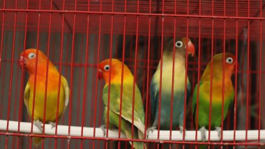 Çekici tüylü aşk kuşu kırmızı bir kafeste