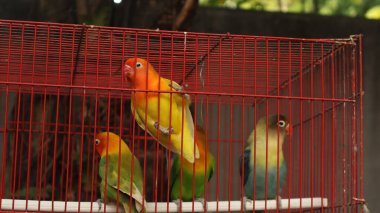 Çekici tüylü aşk kuşu kırmızı bir kafeste