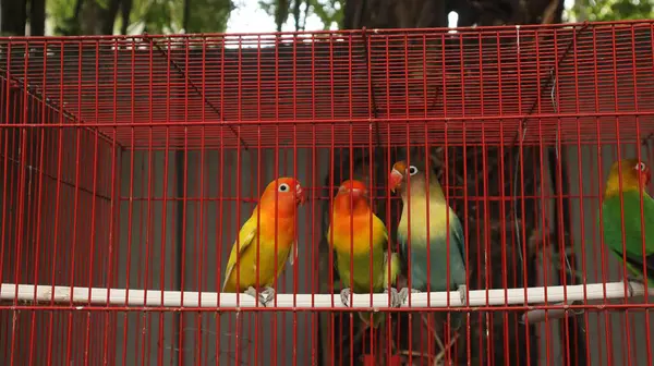 Çekici tüylü aşk kuşu kırmızı bir kafeste