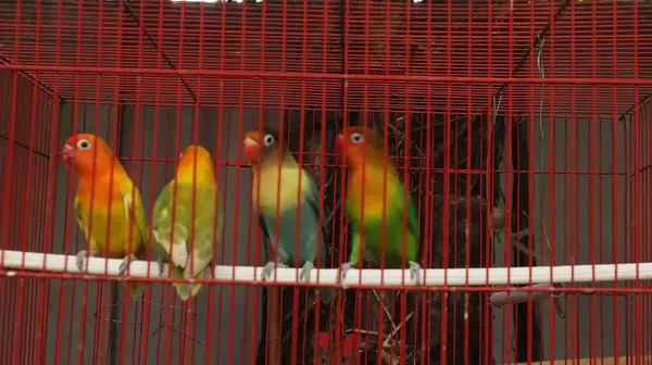 Çekici tüylü aşk kuşu kırmızı bir kafeste