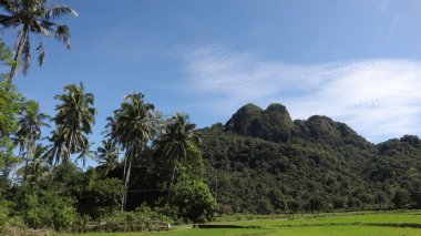 Pirinç tarlası manzarası ve Endonezya kırsalında yeşil pirinç. Yeşil veya doğal arkaplan.