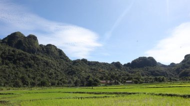 Pirinç tarlası manzarası ve Endonezya kırsalında yeşil pirinç. Yeşil veya doğal arkaplan.
