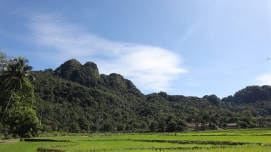 Pirinç tarlası manzarası ve Endonezya kırsalında yeşil pirinç. Yeşil veya doğal arkaplan.