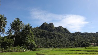 Pirinç tarlası manzarası ve Endonezya kırsalında yeşil pirinç. Yeşil veya doğal arkaplan.