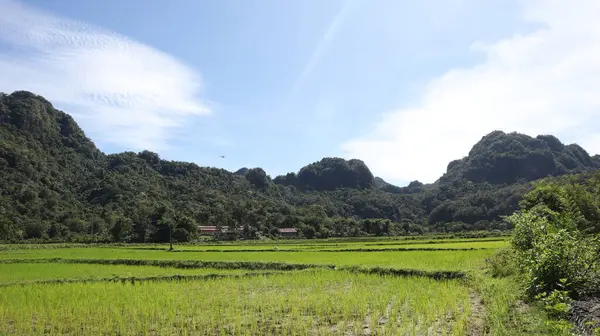 Pirinç tarlası manzarası ve Endonezya kırsalında yeşil pirinç. Yeşil veya doğal arkaplan.