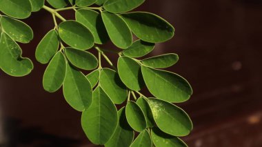 Kelor, Moringa yaprakları Moringa ağacından (Moringa oleifera) gelen yapraklardır. Moringa ağacı tropik bölgelerden gelen ve Asya, Afrika ve Orta Amerika 'da bulunabilen bir bitkidir..