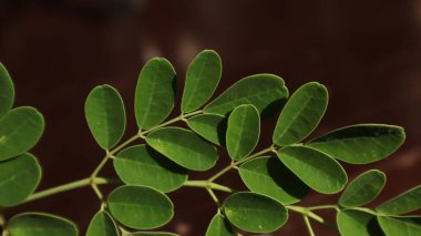 Kelor, Moringa yaprakları Moringa ağacından (Moringa oleifera) gelen yapraklardır. Moringa ağacı tropik bölgelerden gelen ve Asya, Afrika ve Orta Amerika 'da bulunabilen bir bitkidir..